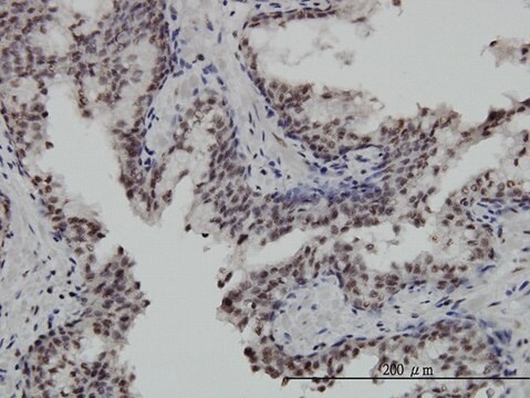 Monoclonal Anti-STK32C antibody produced in mouse clone 3B4, purified immunoglobulin, buffered aqueous solution