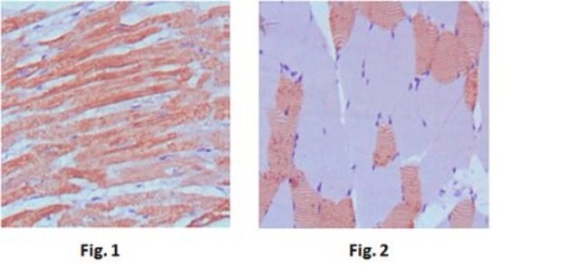 Anti-MYL3, clone 7C1 Antibody ascites fluid, clone 7C1, from mouse