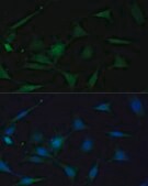 Anti- p38 MAPK antibody produced in rabbit