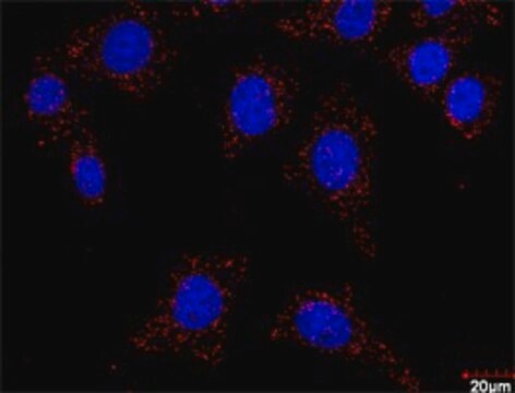 Anti-FLT1 antibody produced in rabbit purified immunoglobulin, buffered aqueous solution