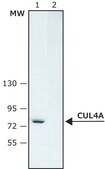 Anti-Cullin-4A antibody produced in rabbit ~1.5&#160;mg/mL, affinity isolated antibody, buffered aqueous solution