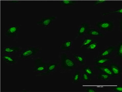 Monoclonal Anti-EHMT1, (N-terminal) antibody produced in mouse clone 1H2, purified immunoglobulin, buffered aqueous solution