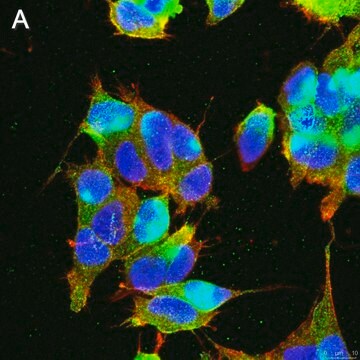 Anti-GABA A Receptor &#945;1 Antibody, clone 3H10 ZooMAb&#174; Rabbit Monoclonal recombinant, expressed in HEK 293 cells