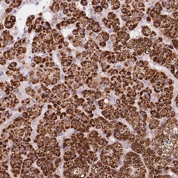 Anti-CYP11B1 antibody produced in rabbit Prestige Antibodies&#174; Powered by Atlas Antibodies, affinity isolated antibody, buffered aqueous glycerol solution