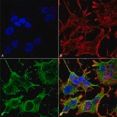 Monoclonal Anti-Gaba-B Receptor 1 - Atto 488 antibody produced in mouse clone S93A-49, purified immunoglobulin