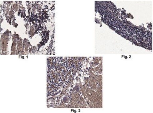 Anti-TREM-2 Antibody, clone 10H4.2 clone 10H4.2, from mouse