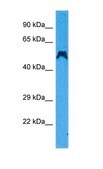 Anti-TNFRSF10A antibody produced in rabbit IgG fraction of antiserum