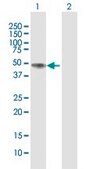 Anti-NAGA antibody produced in rabbit purified immunoglobulin, buffered aqueous solution