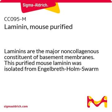 Laminin, mouse purified Laminins are the major noncollagenous constituent of basement membranes. This purified mouse laminin was isolated from Engelbreth-Holm-Swarm (EHS) mouse sarcoma, a mouse tumor that produces large amounts of basement membranes.