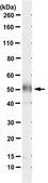 Anti-P2Y12 Receptor from rabbit, purified by affinity chromatography