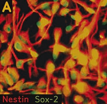 Human Neural Stem Cell Characterization Kit The Human Neural Stem Cell Characterization Kit contains three molecular markers, Nestin, Sox 2 &amp; Musashi that are frequently used to identify neural stem/progenitor cells.