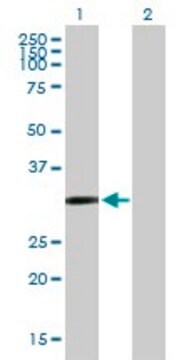 Anti-CDO1 antibody produced in mouse purified immunoglobulin, buffered aqueous solution