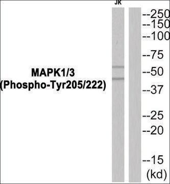Anti-phospho-MAPK1/3 (pTyr205/222) antibody produced in rabbit affinity isolated antibody