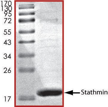 Stathmin, His tagged human recombinant, expressed in E. coli, &#8805;70% (SDS-PAGE), buffered aqueous glycerol solution