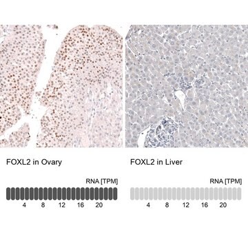 Anti-FOXL2 antibody produced in mouse Prestige Antibodies&#174; Powered by Atlas Antibodies, clone CL12762, purified by using Protein A, buffered aqueous glycerol solution