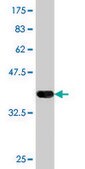 Monoclonal Anti-ROCK2 antibody produced in mouse clone 2A4, purified immunoglobulin, buffered aqueous solution