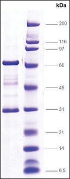 TFIIF (RAP30+Rap74) human recombinant, expressed in E. coli, &#8805;80% (SDS-PAGE)