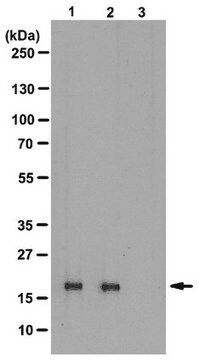 Anti-phospho-Histone H3 (Thr3) Antibody, clone JY325, rabbit monoclonal clone JY325, from rabbit