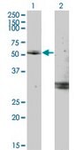 Monoclonal Anti-MYOC antibody produced in mouse clone 2B4, purified immunoglobulin, buffered aqueous solution
