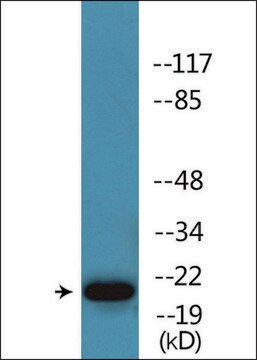 Anti-phospho-HP1 &#947; (pSer93) antibody produced in rabbit affinity isolated antibody