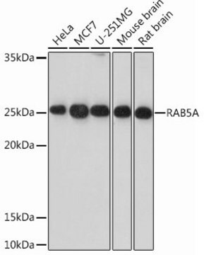 Anti-RAB5A antibody produced in rabbit