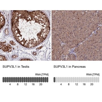 Anti-SUPV3L1 antibody produced in rabbit Prestige Antibodies&#174; Powered by Atlas Antibodies, affinity isolated antibody, buffered aqueous glycerol solution