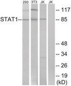 Anti-STAT1 antibody produced in rabbit affinity isolated antibody