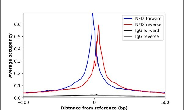 Anti-NFIX antibody produced in rabbit Prestige Antibodies&#174; Powered by Atlas Antibodies, affinity isolated antibody