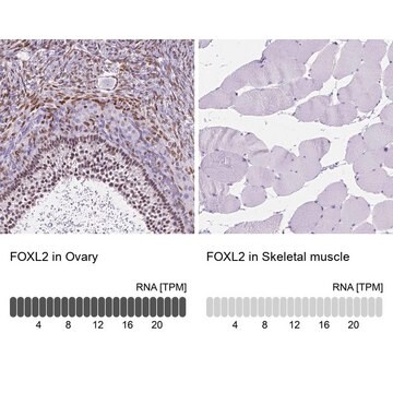 Anti-FOXL2 antibody produced in rabbit Prestige Antibodies&#174; Powered by Atlas Antibodies, affinity isolated antibody, buffered aqueous glycerol solution