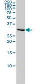 Monoclonal Anti-PCNA antibody produced in mouse clone 1G7, purified immunoglobulin, buffered aqueous solution