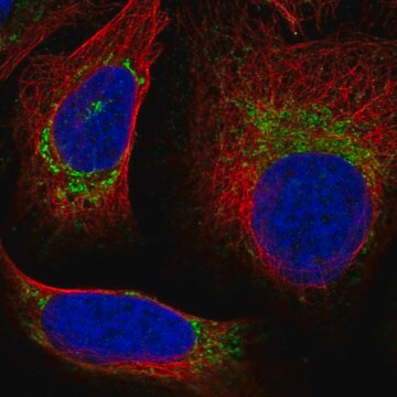 Anti-UQCRQ antibody produced in rabbit Prestige Antibodies&#174; Powered by Atlas Antibodies, affinity isolated antibody