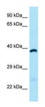 Anti-ABHD6 (C-terminal) antibody produced in rabbit affinity isolated antibody