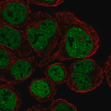 Anti-CX3CR1 antibody produced in rabbit Prestige Antibodies&#174; Powered by Atlas Antibodies, affinity isolated antibody