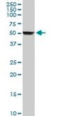 Anti-CYP2A6 antibody produced in rabbit purified immunoglobulin, buffered aqueous solution