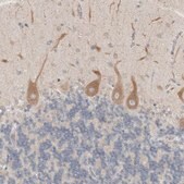 Anti-SIGMAR1 antibody produced in rabbit Prestige Antibodies&#174; Powered by Atlas Antibodies, affinity isolated antibody, buffered aqueous glycerol solution