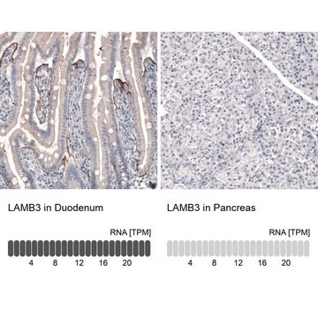 Monoclonal Anti-LAMB3 antibody produced in mouse Prestige Antibodies&#174; Powered by Atlas Antibodies, clone CL3363, purified immunoglobulin, buffered aqueous glycerol solution
