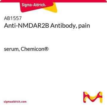 Anti-NMDAR2B Antibody, pain serum, Chemicon&#174;