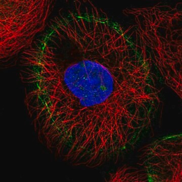 Anti-LMO7 antibody produced in rabbit Prestige Antibodies&#174; Powered by Atlas Antibodies, affinity isolated antibody