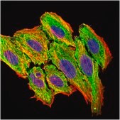 Anti-CCL2 Antibody, clone 2D8 clone 2D8, from mouse
