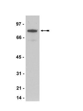 Anti-Myc Tag Antibody, clone 4A6, biotin conjugate clone 4A6, Upstate&#174;, from mouse