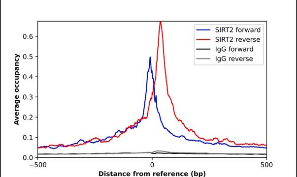 Anti-SIRT2 antibody produced in rabbit Prestige Antibodies&#174; Powered by Atlas Antibodies, affinity isolated antibody, buffered aqueous glycerol solution