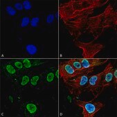 Monoclonal Anti-Mglur1/5 - Fitc antibody produced in mouse clone S75-33, purified immunoglobulin