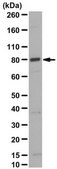 Anti-Cullin-4A from rabbit, purified by affinity chromatography