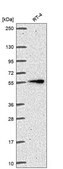 Anti-Itk Antibody Produced In Rabbit Prestige Antibodies&#174; Powered by Atlas Antibodies, affinity isolated antibody, buffered aqueous glycerol solution