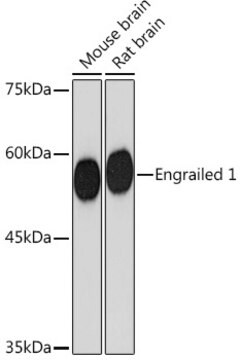 Anti-Engrailed 1 Antibody, clone 3B4K8, Rabbit Monoclonal