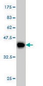 Monoclonal Anti-SYNJ2 antibody produced in mouse clone 2H8, purified immunoglobulin, buffered aqueous solution