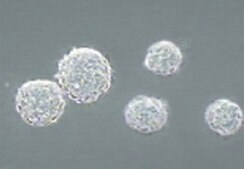 Leukemia Inhibitory Factor human 5 &#181;g, human recombinant LIF protein, expressed in E. coli, suitable for stem cell culture