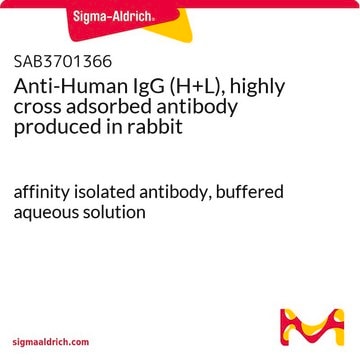 Anti-Human IgG (H+L), highly cross adsorbed antibody produced in rabbit affinity isolated antibody, buffered aqueous solution