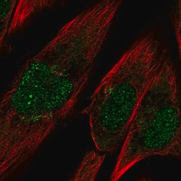 Anti-PCDH10 antibody produced in rabbit Prestige Antibodies&#174; Powered by Atlas Antibodies, affinity isolated antibody