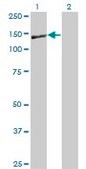 Monoclonal Anti-NID1 antibody produced in mouse clone 1G3, purified immunoglobulin, buffered aqueous solution